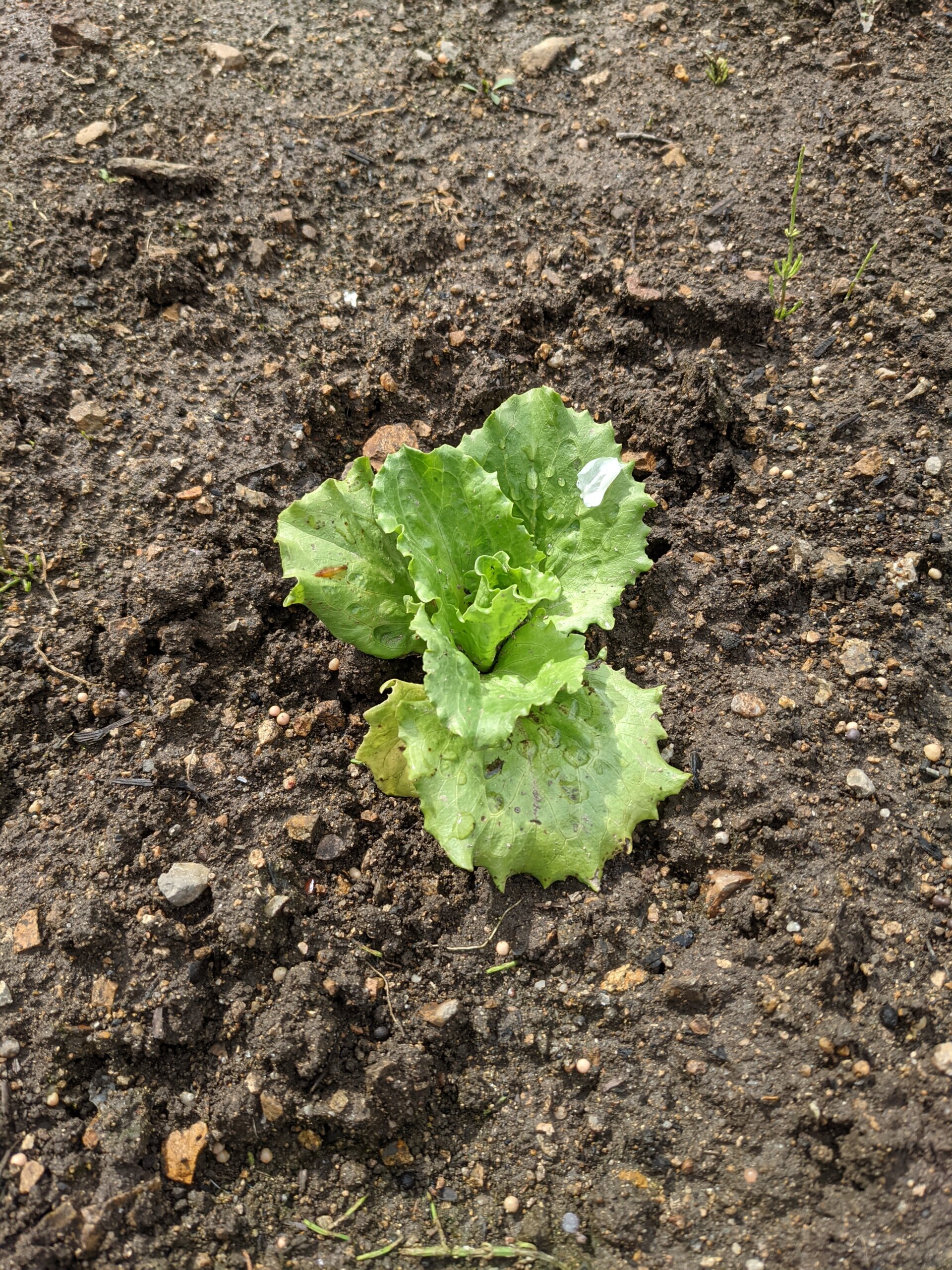 強い雨上がりの野菜の様子 スクラムちゃんの部屋